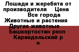 Лошади и жеребята от производителя. › Цена ­ 120 - Все города Животные и растения » Другие животные   . Башкортостан респ.,Караидельский р-н